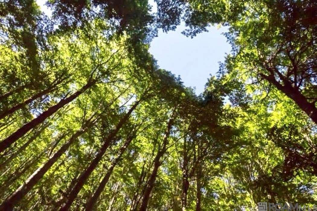 40 Acres of Recreational Land & Farm for Sale in Clinton, Louisiana