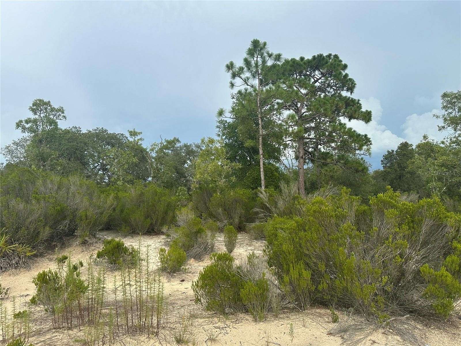 1.25 Acres of Residential Land for Sale in Bronson, Florida