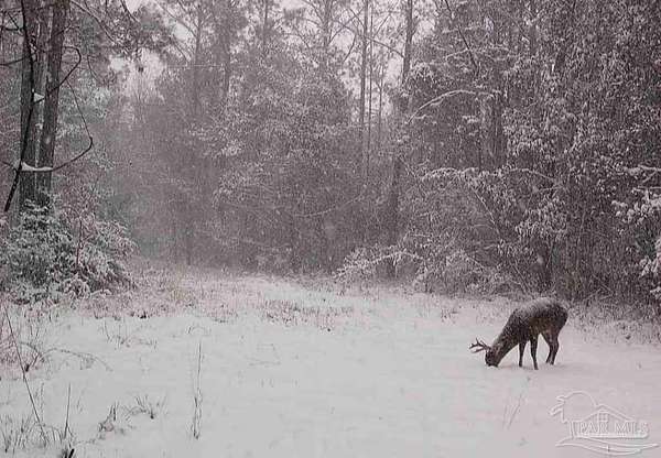 13 6 Acres of Recreational Land - Milton Fl 145167995