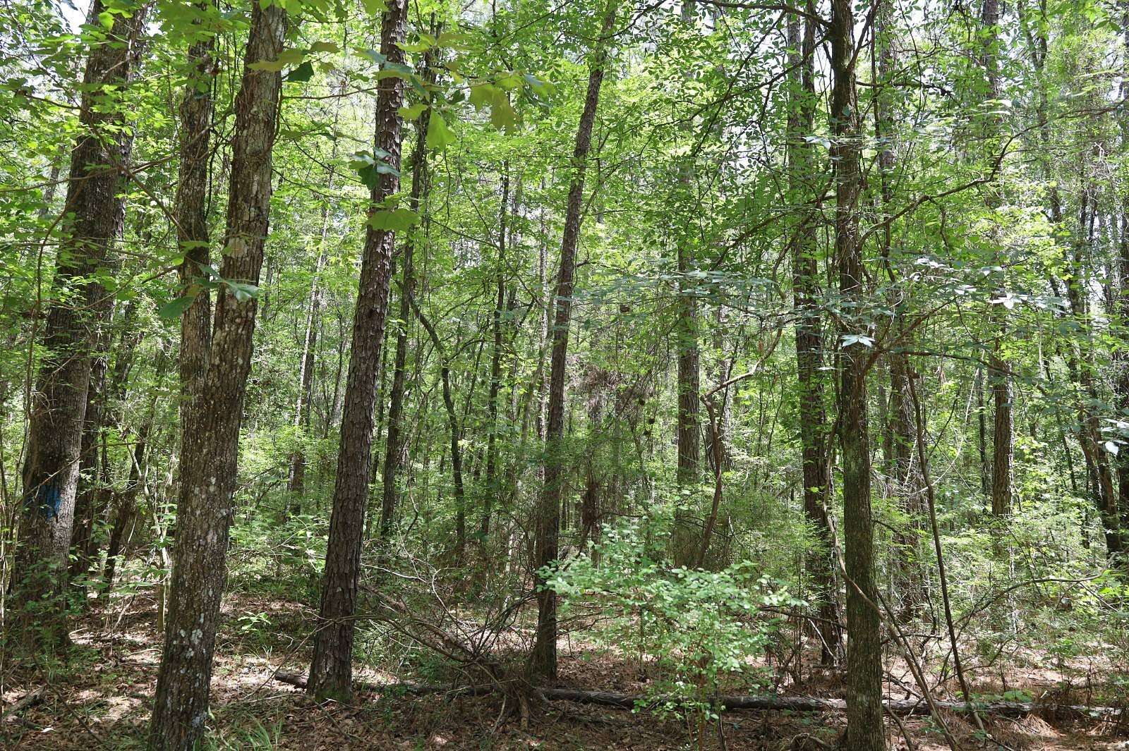 80 Acres of Recreational Land for Sale in Pollock, Louisiana