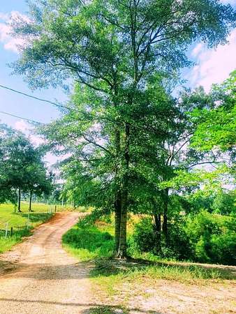 42 Acres of Agricultural Land with Home for Sale in Poplarville, Mississippi