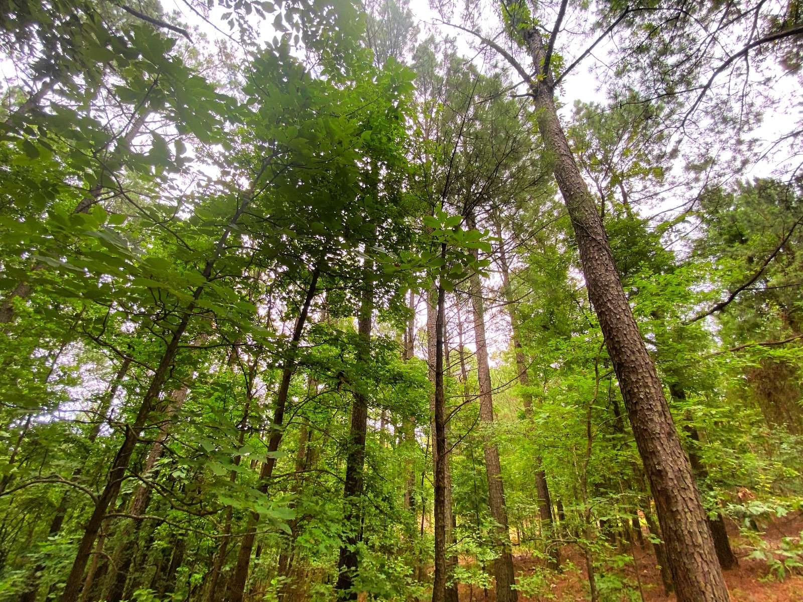 5 Acres of Land for Sale in Hochatown, Oklahoma