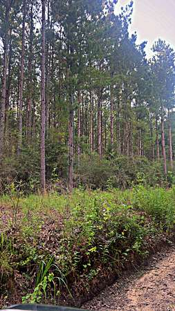 72 Acres of Recreational Land for Sale in Laurel Hill, Florida