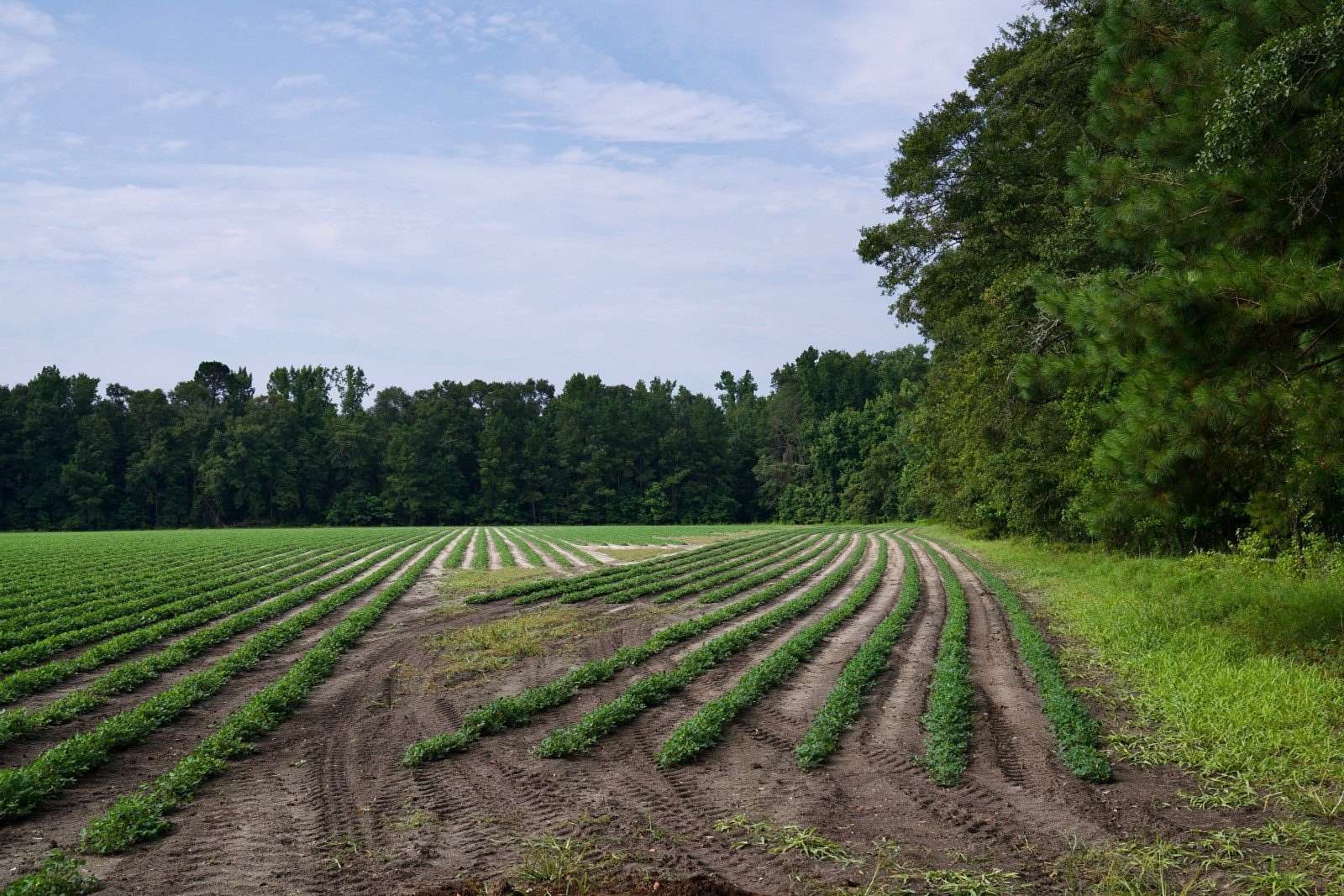 187 Acres of Recreational Land & Farm for Sale in Luray, South Carolina