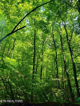 89.6 Acres of Recreational Land for Sale in Speedwell, Tennessee