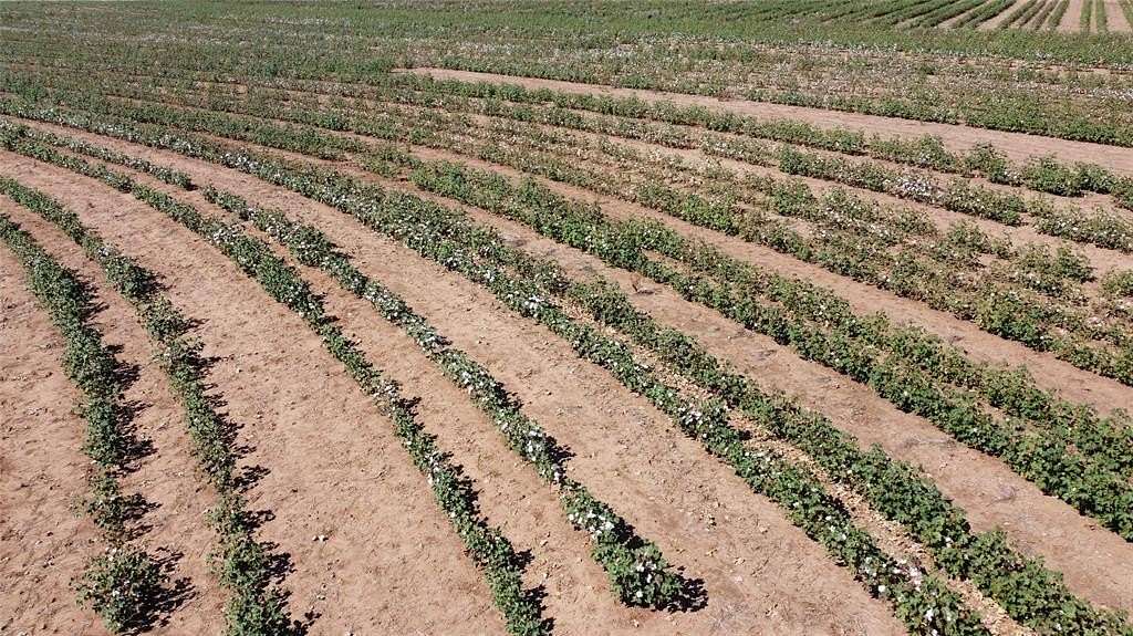 462 Acres of Recreational Land & Farm for Sale in Haskell, Texas