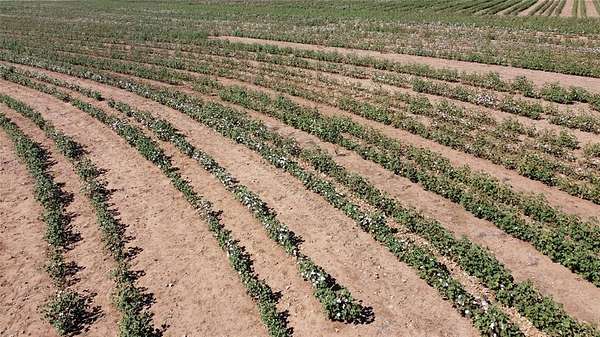 462 Acres of Recreational Land & Farm for Sale in Haskell, Texas