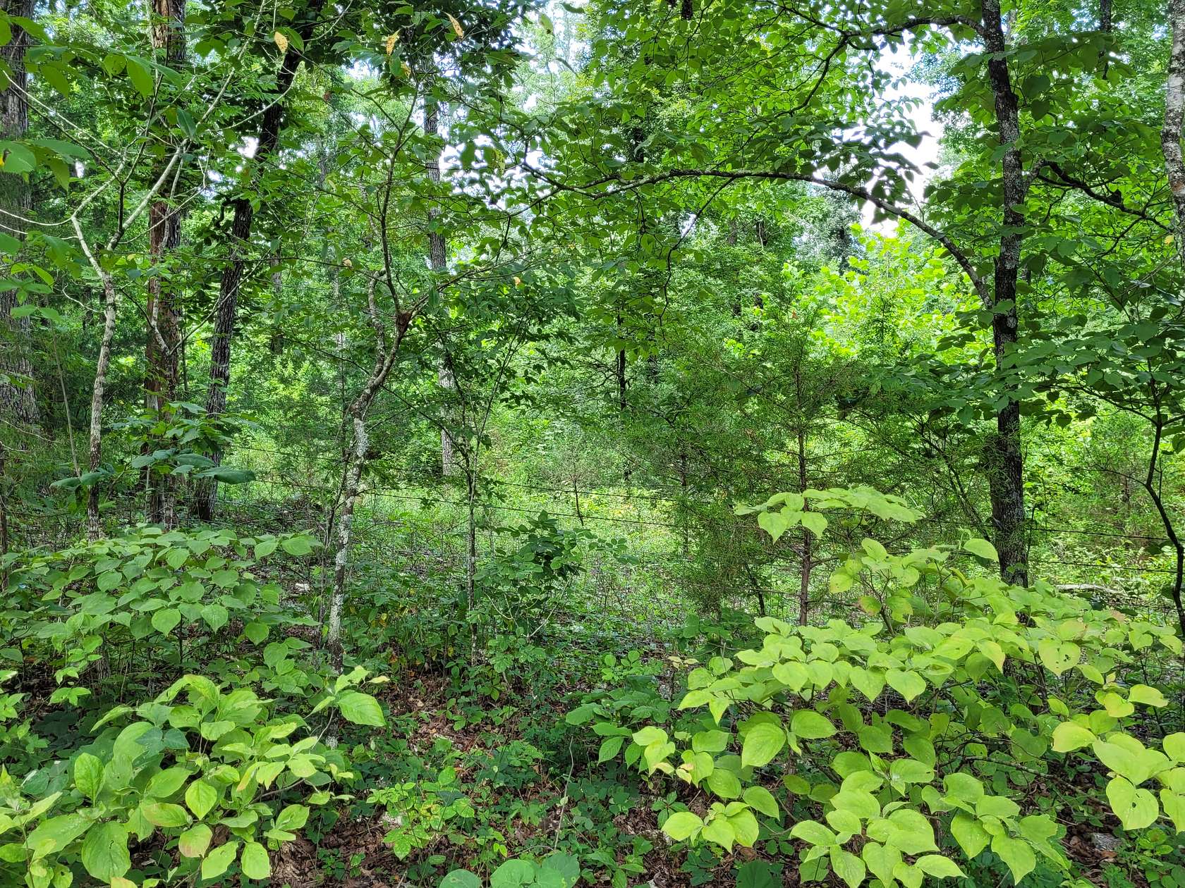 22.4 Acres of Recreational Land & Farm for Sale in Hardy, Arkansas