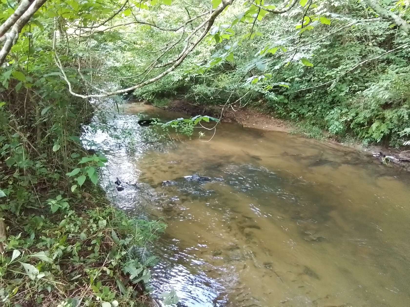 96.8 Acres of Recreational Land for Sale in Murphy, North Carolina