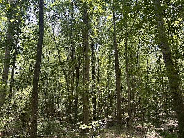 41 Acres of Land for Sale in Clanton, Alabama