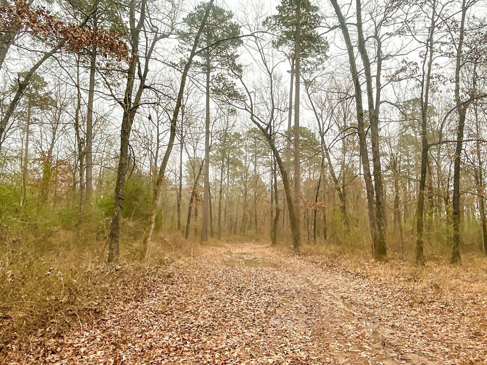 39 Acres of Recreational Land for Sale in Gurdon, Arkansas