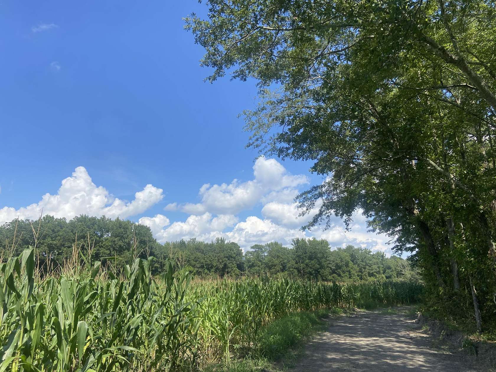 2.7 Acres of Residential Land for Sale in Manning, South Carolina