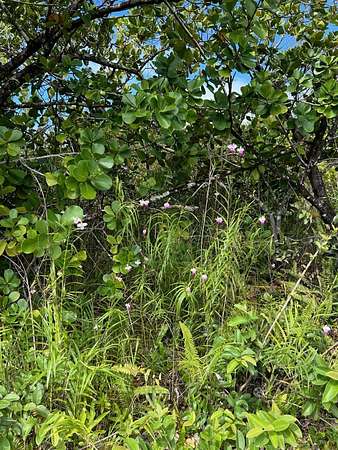 0.18 Acres of Land for Sale in Pahoa, Hawaii