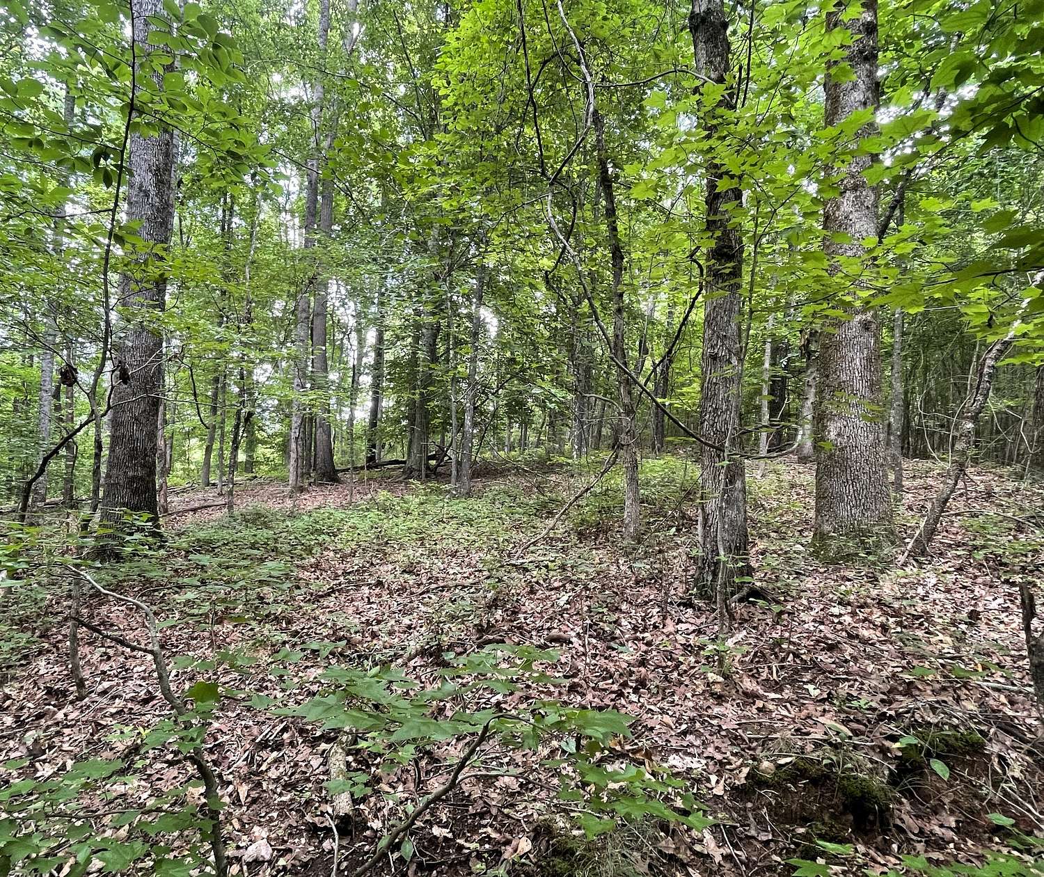 15.6 Acres of Recreational Land for Sale in Roopville, Georgia