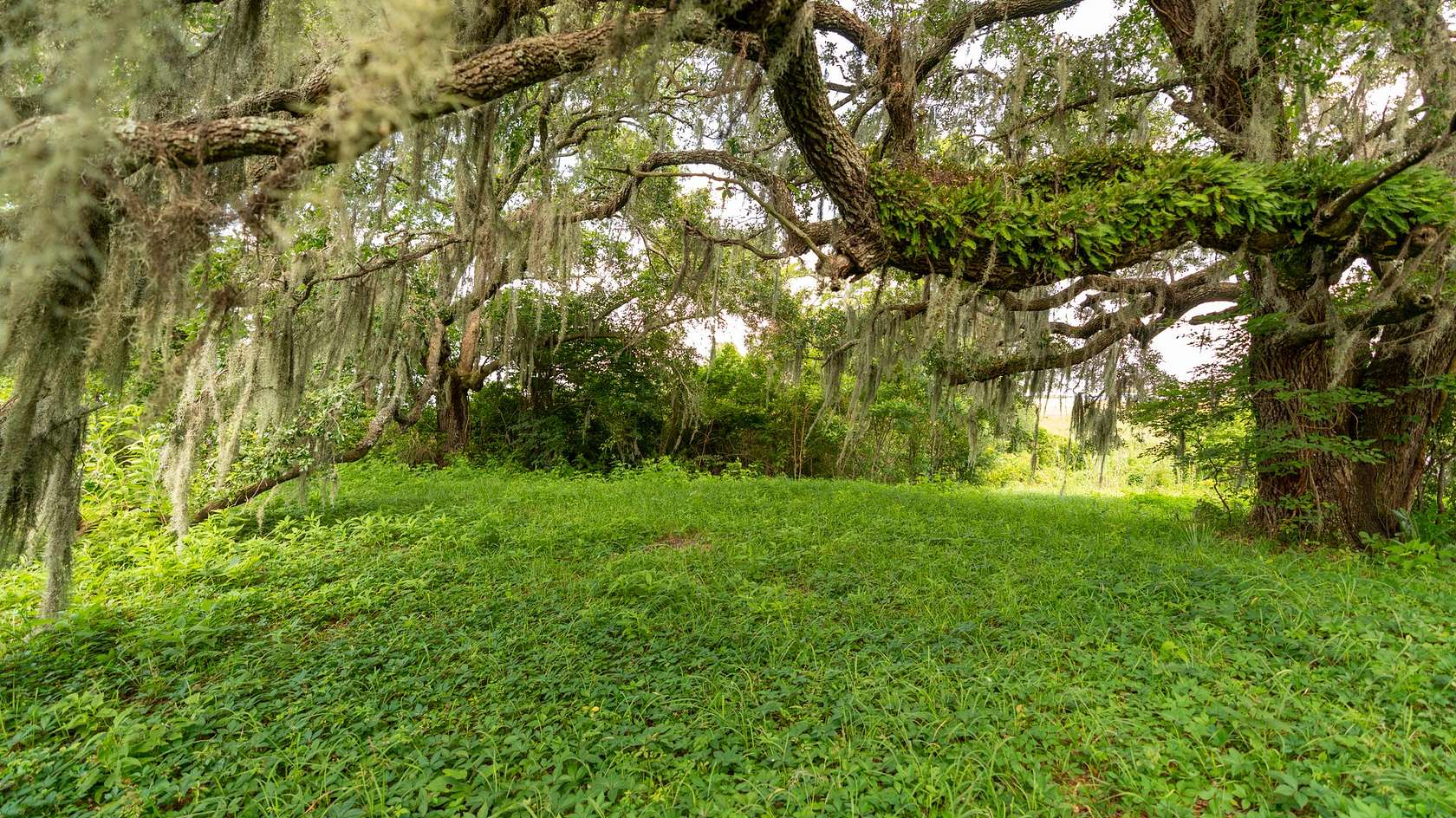 80 Acres of Recreational & Residential Land for Sale in Gautier, Mississippi