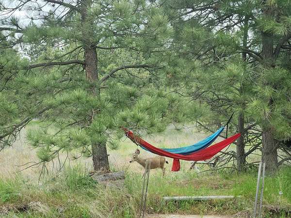 12 Acres of Recreational Land for Sale in Cheney, Washington