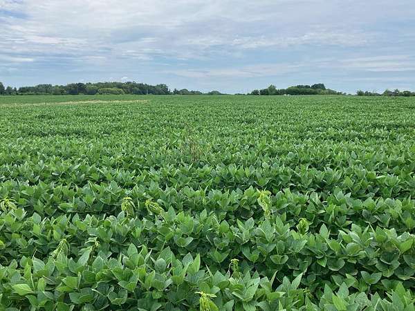 43.3 Acres of Agricultural Land for Sale in Oregon, Illinois
