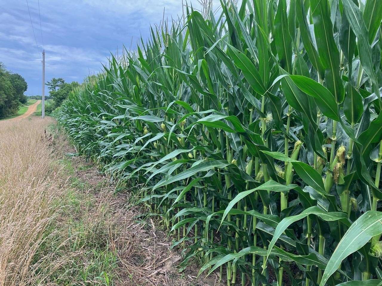 20 Acres of Land for Sale in Oregon, Illinois