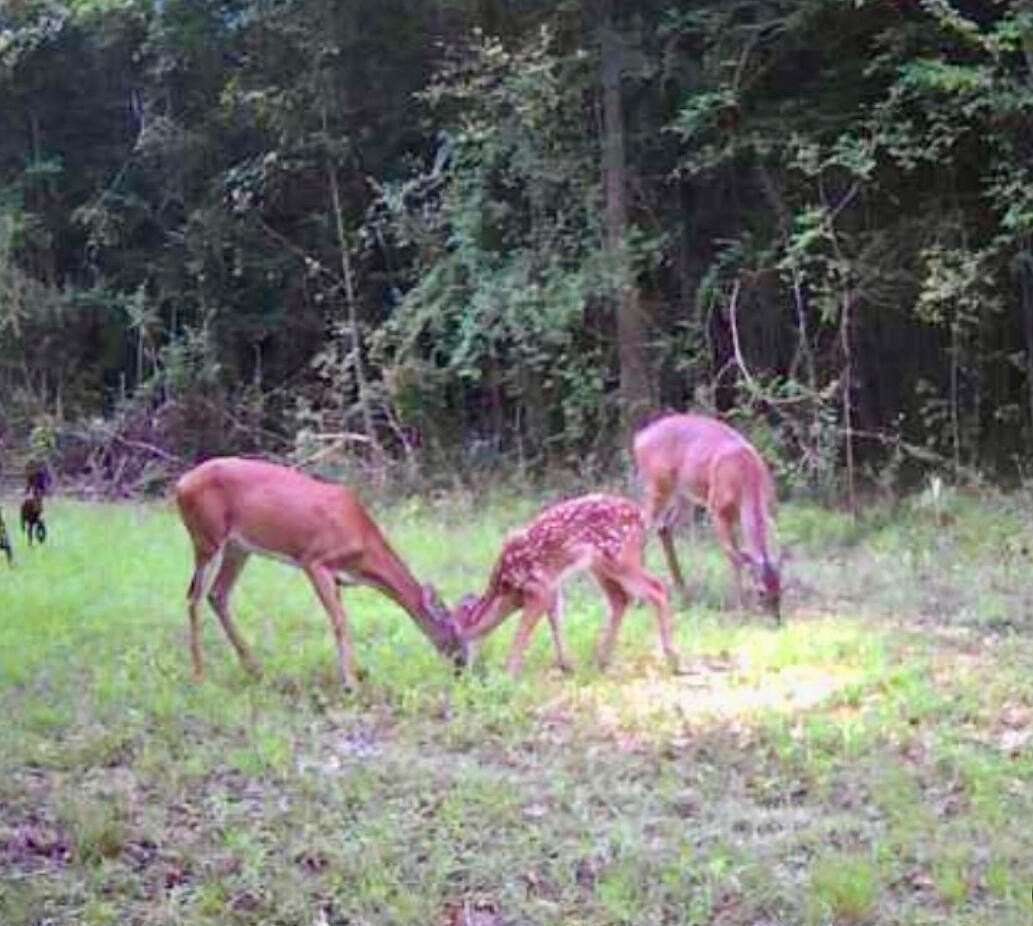 584 Acres of Recreational Land & Farm for Sale in Walterboro, South Carolina
