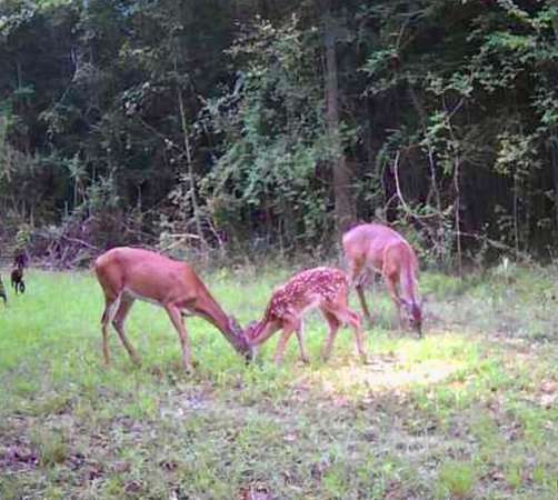 584 Acres of Recreational Land & Farm for Sale in Walterboro, South Carolina