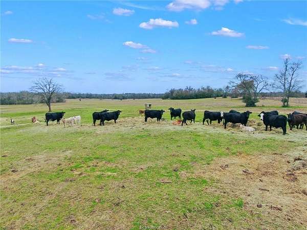 21.7 Acres of Land for Sale in Iola, Texas