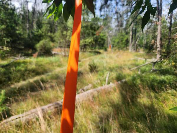 5 Acres of Land for Sale in Baldwin, Michigan