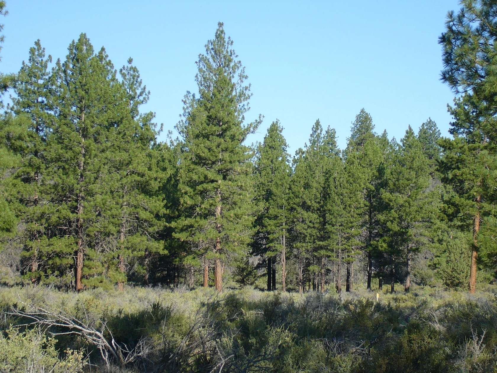 20 Acres of Recreational Land for Sale in Macdoel, California
