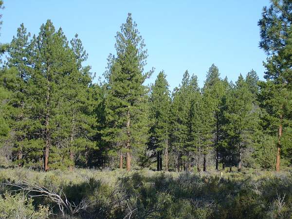 20 Acres of Recreational Land for Sale in Macdoel, California