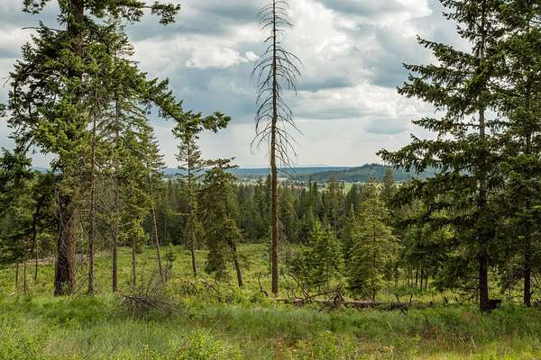 50 Acres of Land for Sale in Elk, Washington
