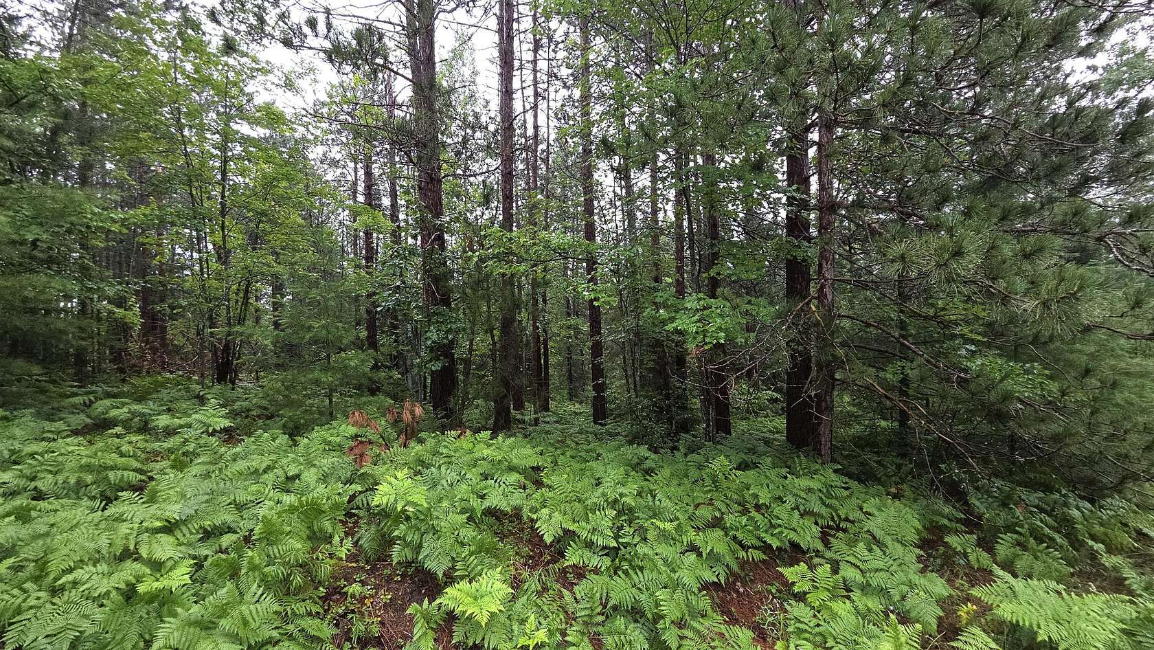 1 Acre of Residential Land for Sale in Wolverine, Michigan