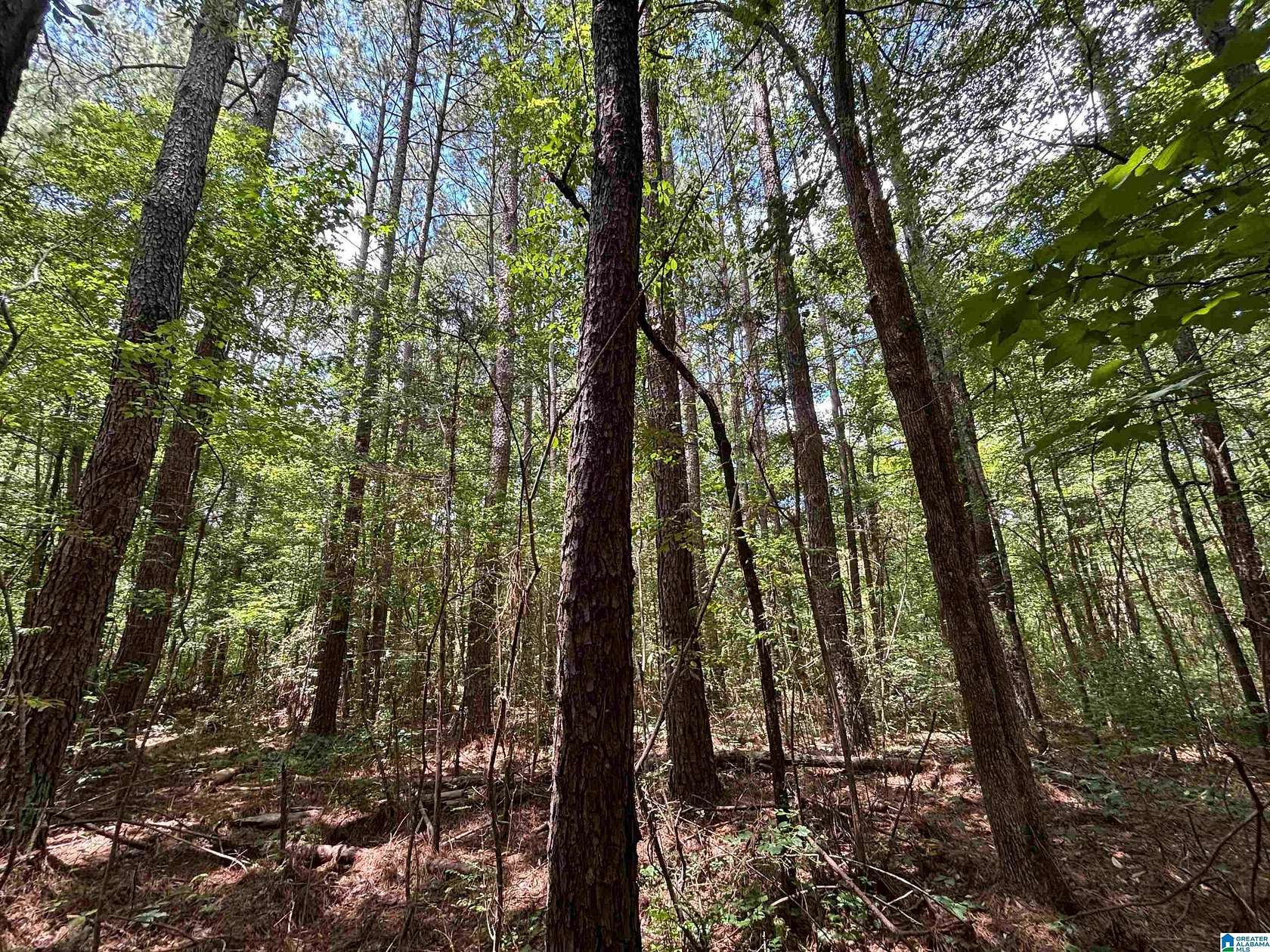 90 Acres of Recreational Land for Sale in Oneonta, Alabama