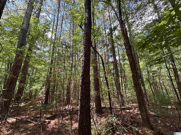 90 Acres of Recreational Land for Sale in Oneonta, Alabama