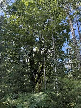 50 Acres of Recreational Land for Sale in Alpena, Michigan