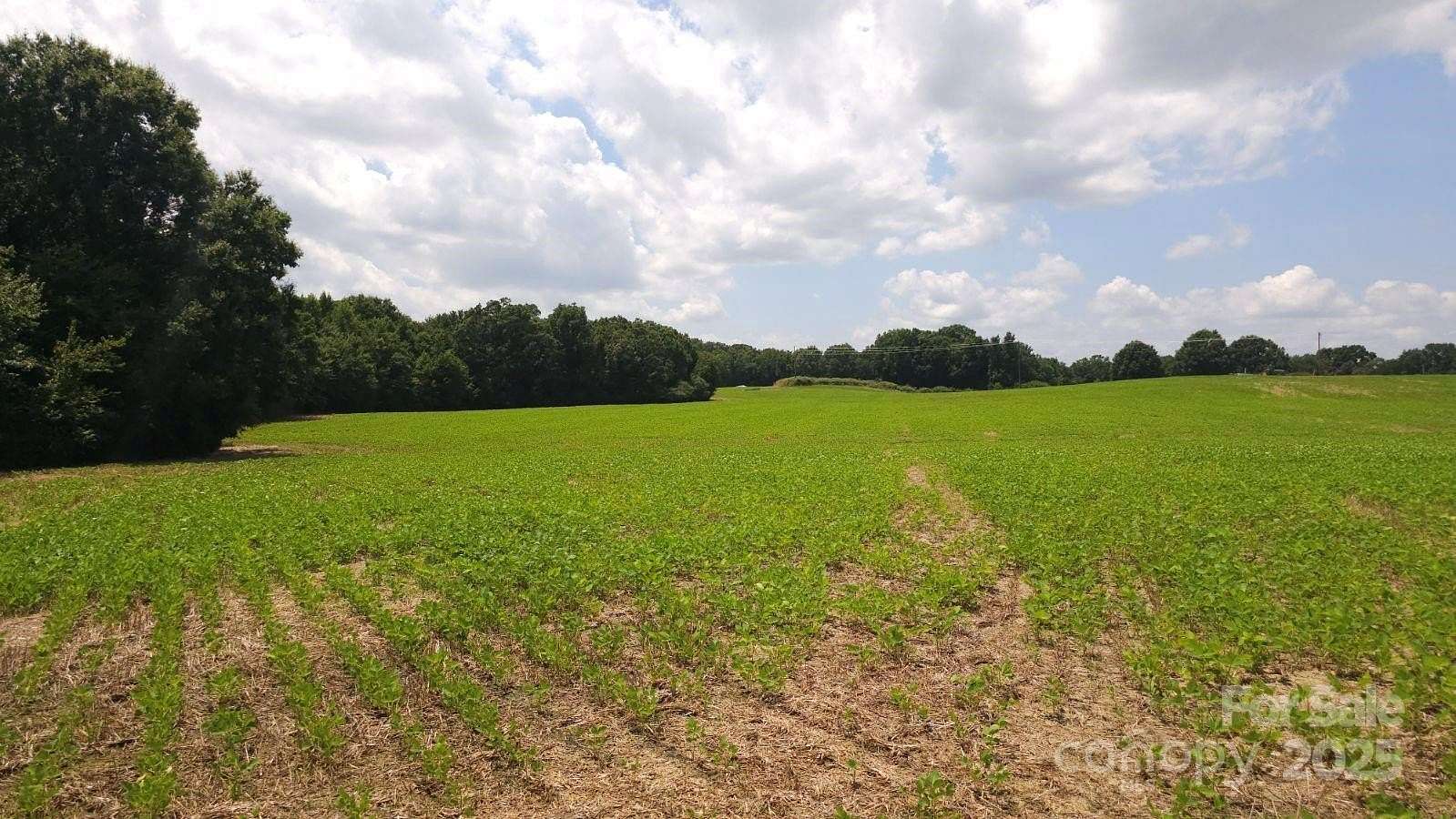 82.5 Acres of Recreational Land for Sale in Peachland, North Carolina