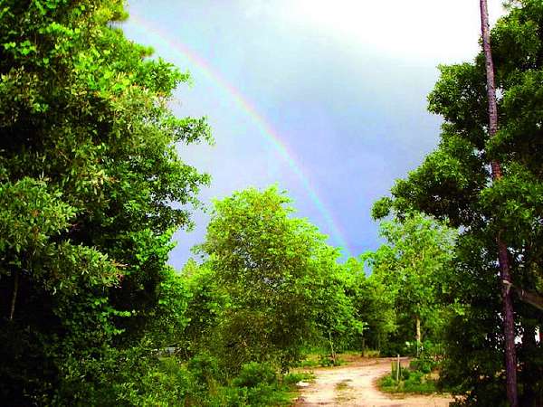 13.5 Acres of Land for Sale in Trenton, South Carolina
