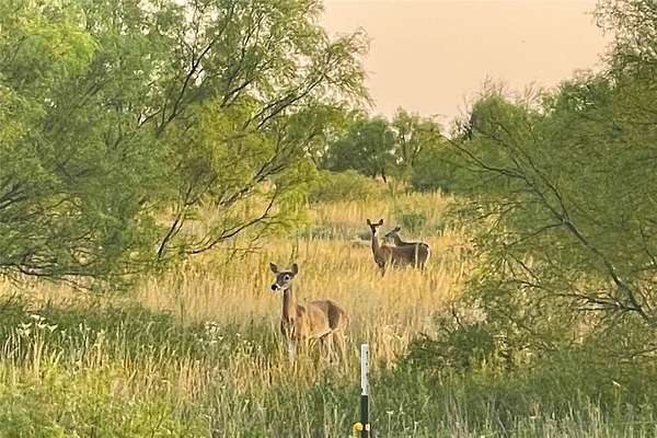 340 Acres of Agricultural Land for Sale in Paducah, Texas