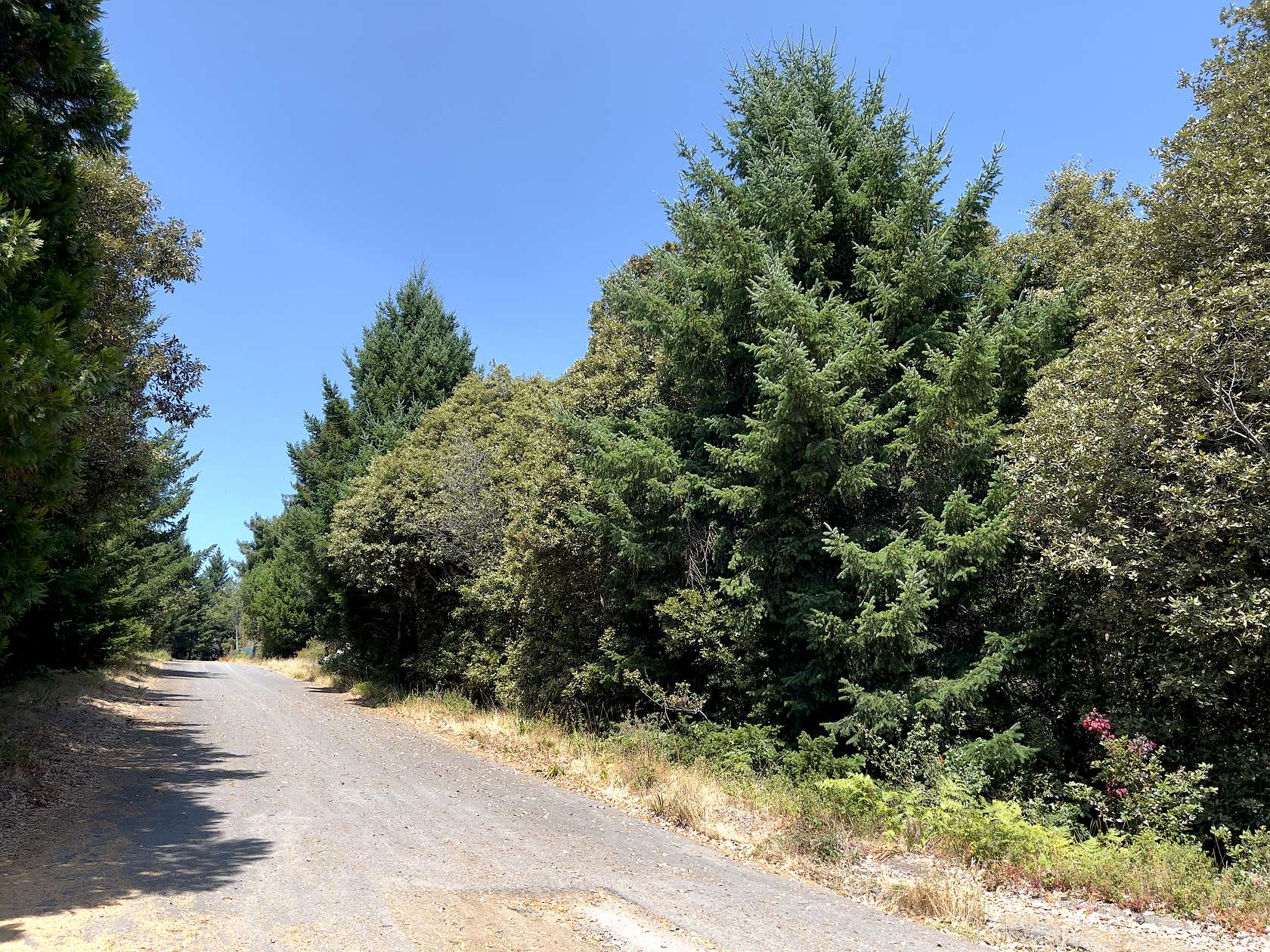 0.32 Acres of Residential Land for Sale in Whitethorn, California