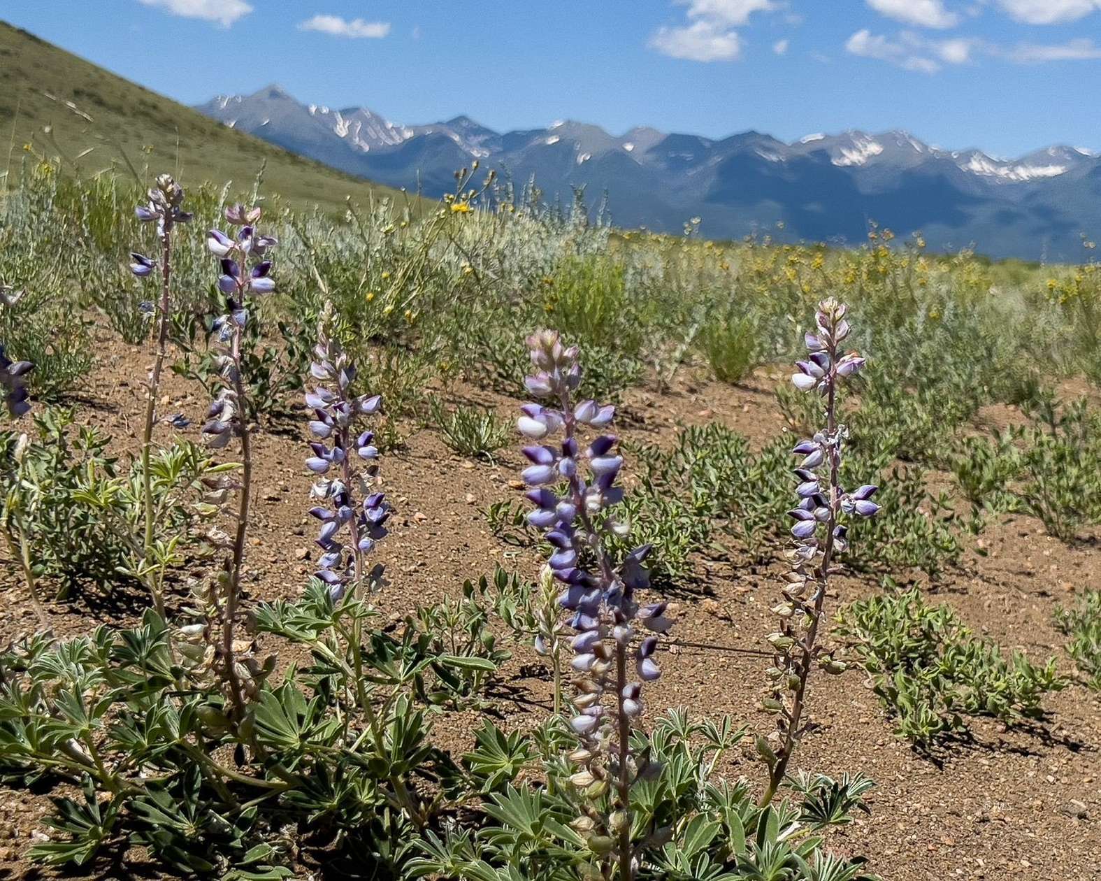 38.6 Acres of Land for Sale in Westcliffe, Colorado