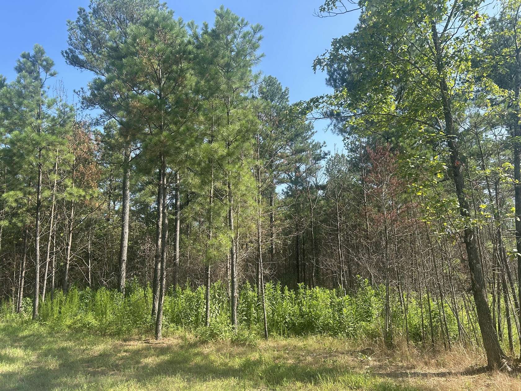 1 Acre of Residential Land for Sale in Haletown, Tennessee