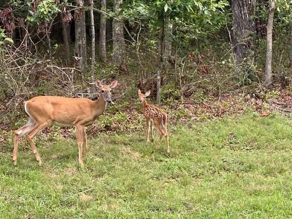 6.78 Acres of Recreational Land for Sale in Monteagle, Tennessee