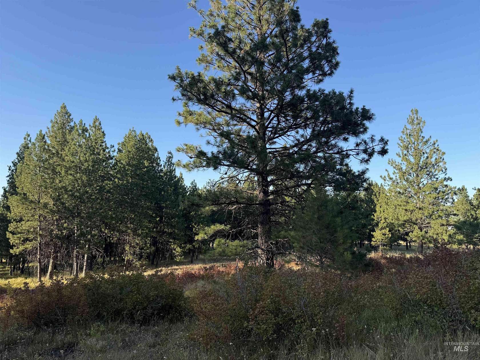 4.55 Acres of Land for Sale in Asotin, Washington