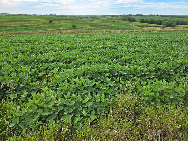 Land for Sale in Sidney, Iowa