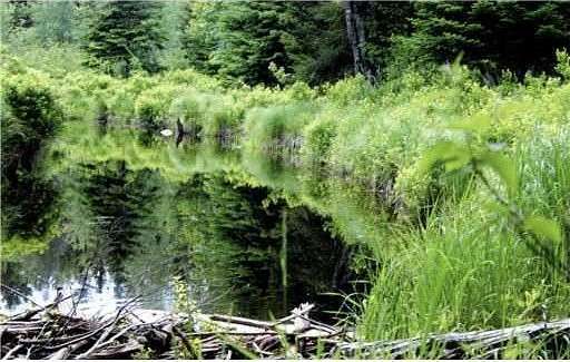 1.6 Acres of Land for Sale in Marshfield, Maine