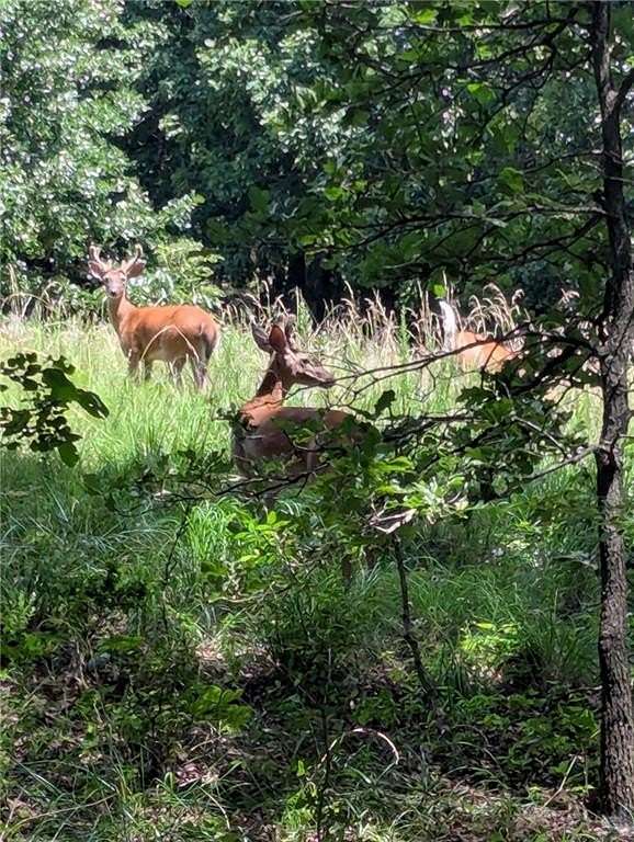 40 Acres of Recreational Land with Home for Sale in Huntsville, Arkansas