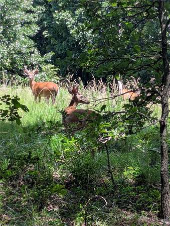 40 Acres of Recreational Land with Home for Sale in Huntsville, Arkansas