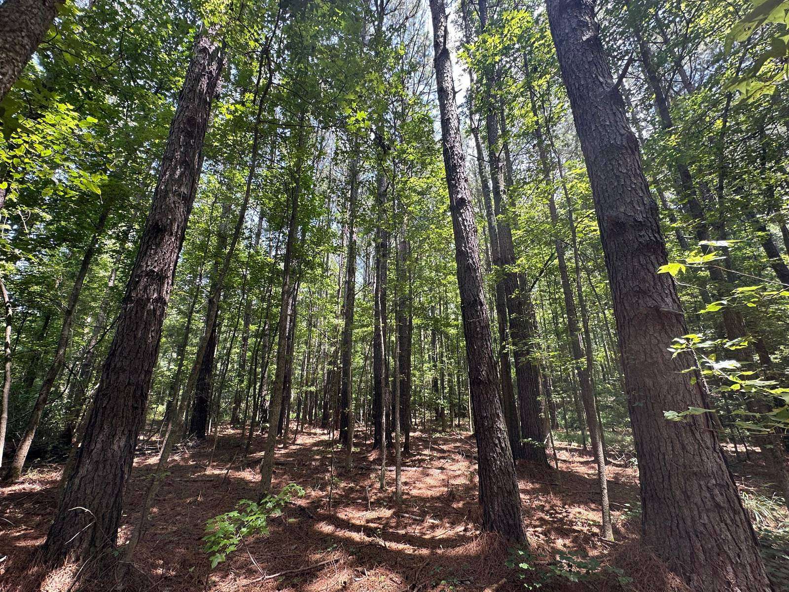 18 Acres of Recreational Land for Sale in Philadelphia, Mississippi