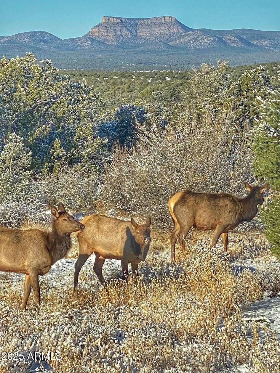 36 Acres of Recreational Land for Sale in Seligman, Arizona