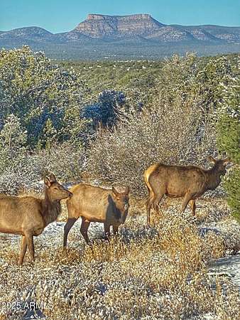 36 Acres of Recreational Land for Sale in Seligman, Arizona