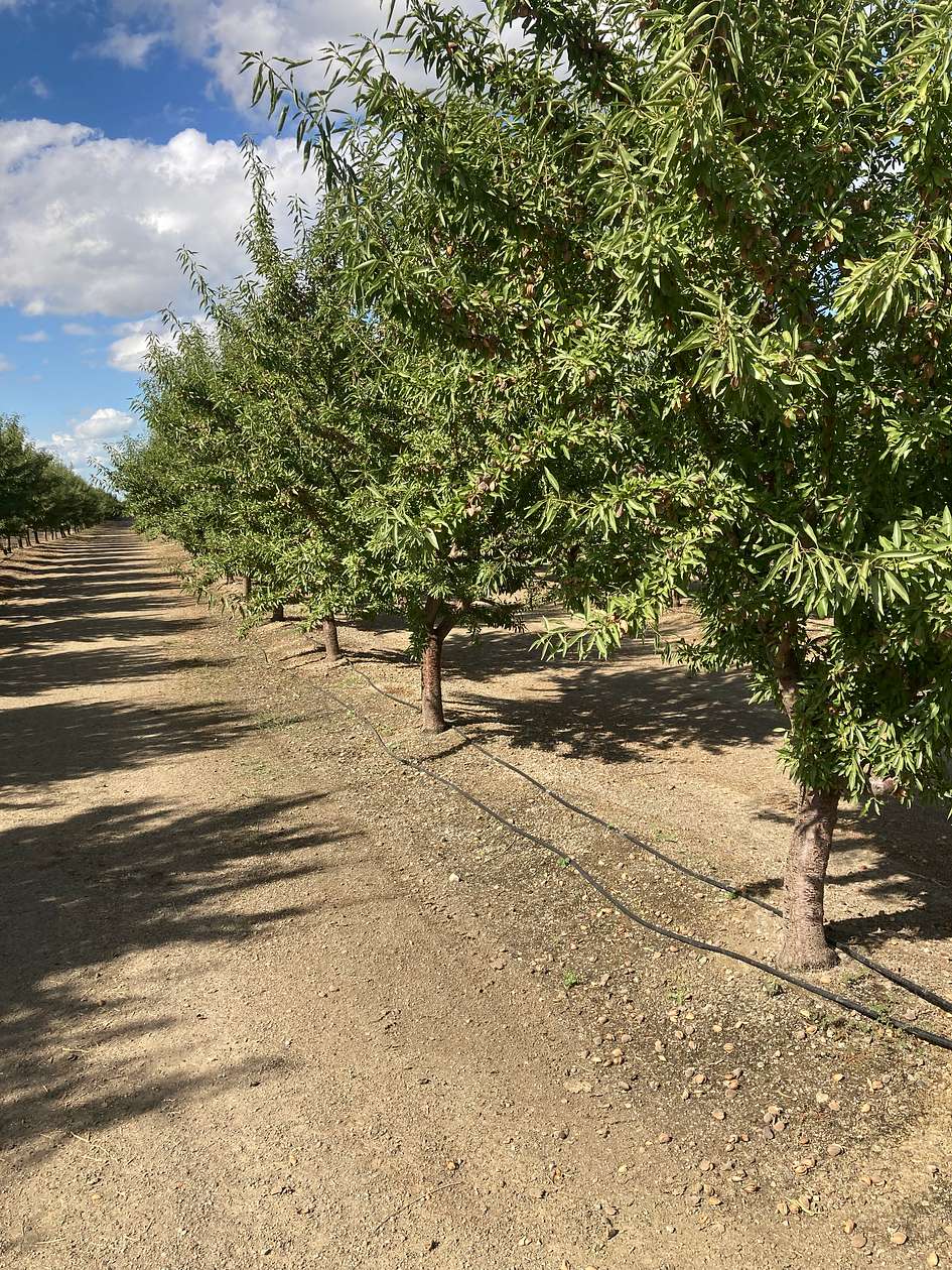 45 Acres of Agricultural Land for Sale in Arbuckle, California