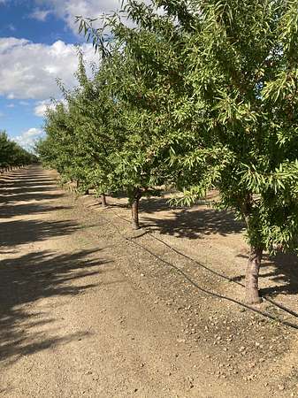 45 Acres of Agricultural Land for Sale in Arbuckle, California